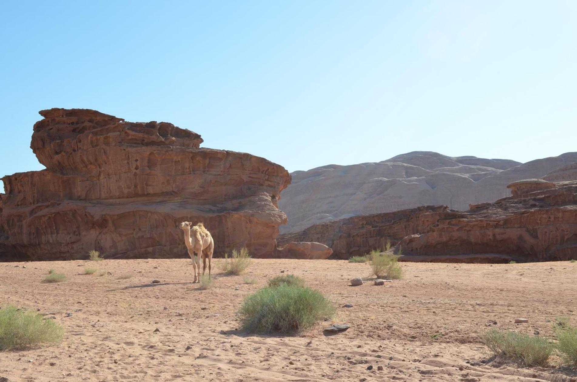 Wadi Rum Mundo Camp Akaba Eksteriør bilde